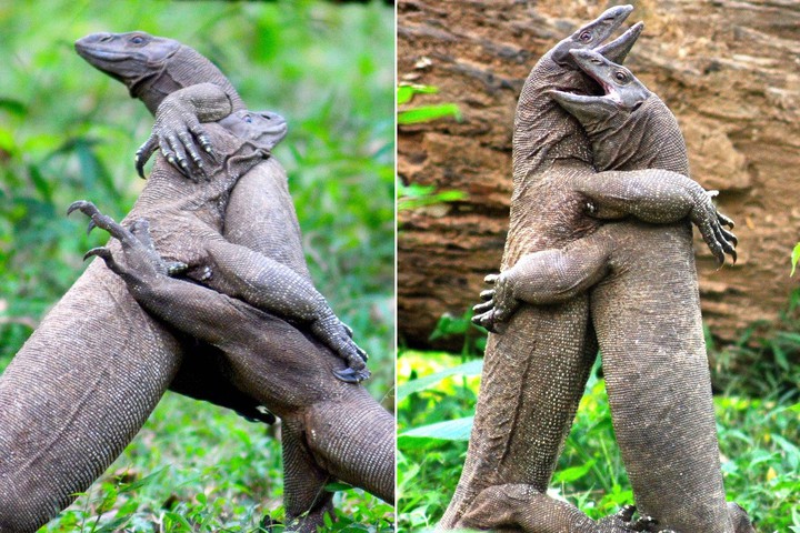 mơ thấy thằn lằn đánh nhau